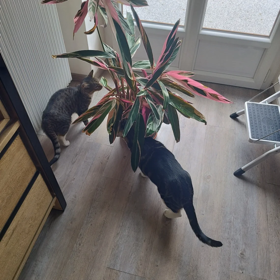 Mes chats